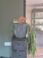 Mooie Staghorn Varen/ hertshoorn, Overige soorten, In pot, Minder dan 100 cm, Groene kamerplant