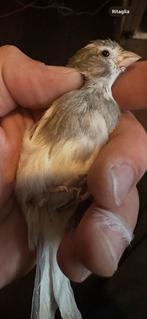 Raza man 2025, Dieren en Toebehoren