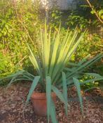 Yucca filamentosa in aardewerk pot, Ophalen, Volle zon, Vaste plant, Siergrassen