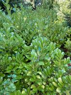 Laurierstruiken, Tuin en Terras, Planten | Struiken en Hagen, Ophalen, Laurier, Struik, 100 tot 250 cm