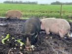 Hangbuikzwijnen, Varkens zoeken nieuw huis, Dieren en Toebehoren, Schapen, Geiten en Varkens, Meerdere dieren, Varken, 6 jaar of ouder