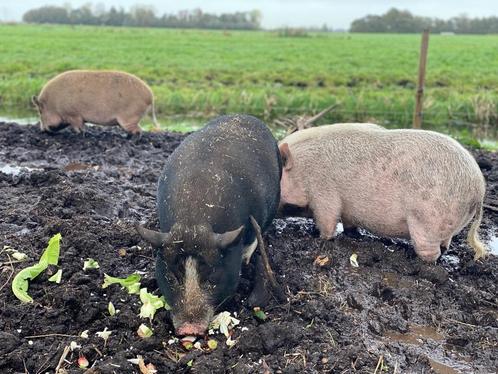 Hangbuikzwijnen, Varkens zoeken nieuw huis, Dieren en Toebehoren, Schapen, Geiten en Varkens, Varken, Meerdere dieren, 6 jaar of ouder