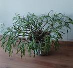 Grote Schlumbergera kerstcactus een hele plant, Huis en Inrichting, Ophalen, Overige soorten, Minder dan 100 cm