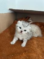 Prachtige Britsekorthaar kittens., Ontwormd, Meerdere dieren, 0 tot 2 jaar