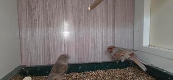 Koppel zwart grijsvleugel rood mozaiek beschikbaar voor biedingen