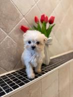 Maltezer teefjes, Dieren en Toebehoren, Maltezer, 8 tot 15 weken, Teef, Parvo