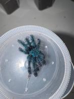 Cabinera versicolor 1,5/2cm, Dieren en Toebehoren