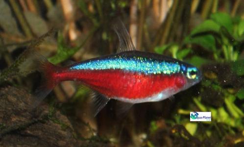 Kardinaal Tetra, Dieren en Toebehoren, Vissen | Aquariumvissen, Zoetwatervis, Vis, Schoolvis