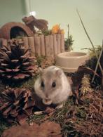 Dierenoppas/ huisdierenoppas, Dieren en Toebehoren, Ophalen, Zo goed als nieuw