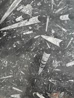 Fossielen Eettafelblad - Uniek!, Ophalen, Overige materialen, 200 cm of meer, 50 tot 100 cm