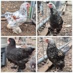 Brahma groot haan hanen 2025, Dieren en Toebehoren, Mannelijk, Kip