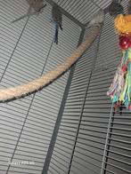 Grasparkieten, Dieren en Toebehoren