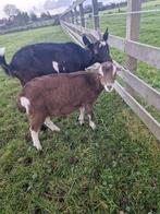 Toggenburger bokje te koop, Dieren en Toebehoren, Schapen, Geiten en Varkens, Mannelijk, Geit, 0 tot 2 jaar