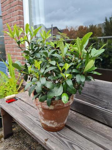 Mooie grote skimmia japonica in pot beschikbaar voor biedingen