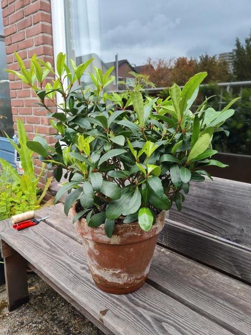 Mooie grote skimmia japonica in pot, Tuin en Terras, Planten | Tuinplanten, Vaste plant, Overige soorten, Halfschaduw, Winter