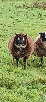 Schapen schaap ram rammen, Dieren en Toebehoren, Mannelijk, Schaap