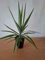 Stek van een yucca, Ophalen, Overige soorten, Minder dan 100 cm