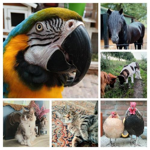 Hulp bij dierverzorging vanwege medische problemen., Dieren en Toebehoren, Overige Dieren, Vrouwelijk, Voor 1 juli 2024
