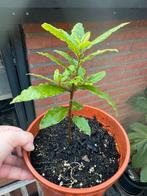 Echte laurier (Laurus nobilis) echte eetbaar keukenlaurier!, Ophalen, Minder dan 100 cm, Overige soorten, In pot