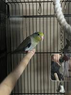 Forpus / muspapegaai, Geslacht onbekend, Dwergpapegaai of Agapornis, Tam