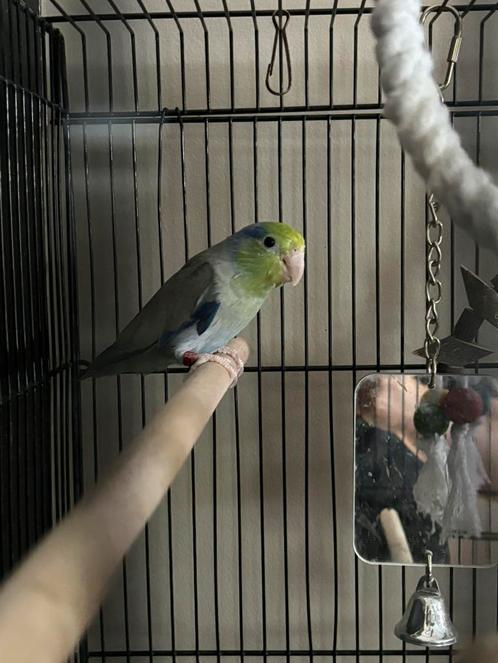 Forpus / muspapegaai, Dieren en Toebehoren, Vogels | Parkieten en Papegaaien, Dwergpapegaai of Agapornis, Geslacht onbekend, Tam