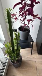 Euphorbia plant, Ophalen of Verzenden, Overige soorten, Minder dan 100 cm