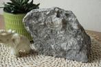 Grote steen met fossielen, Verzamelen, Mineralen en Fossielen, Ophalen of Verzenden, Fossiel