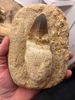 Mosasaurus tand, Verzamelen, Mineralen en Fossielen, Ophalen of Verzenden, Fossiel