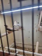 Zilverbekjes, Dieren en Toebehoren, Geslacht onbekend, Tropenvogel