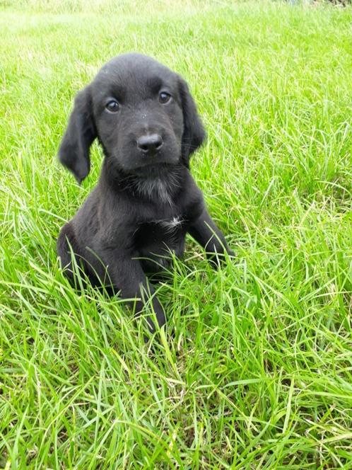 Friese Stabij X Border  Collie pups ( reutjes)., Dieren en Toebehoren, Honden | Retrievers, Spaniëls en Waterhonden, Reu, Overige rassen