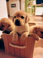 Puppies Labrador Retriever met stamboom, Dieren en Toebehoren, Januari, Meerdere dieren