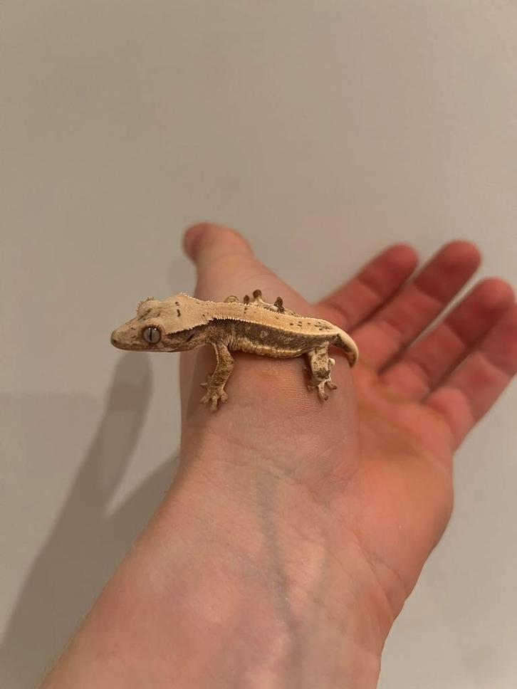 Wimper gekko kleintjes, Dieren en Toebehoren, Reptielen en Amfibieën, Hagedis, 0 tot 2 jaar