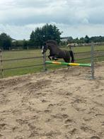 Talentvolle 16 jarige Welsh merrie, 117 m, Dieren en Toebehoren, Pony's, Merrie, Recreatiepony
