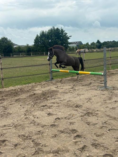 Talentvolle 16 jarige Welsh merrie, 117 m, Dieren en Toebehoren, Pony's, Merrie, Recreatiepony