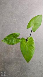 Alocasia Macrorrhiza Black Stem - diverse maten, Ophalen of Verzenden, Overige soorten, Minder dan 100 cm