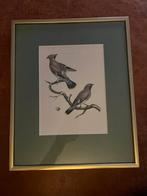 Prenten vogels 4 luik gouden lijst, Antiek en Kunst, Ophalen of Verzenden