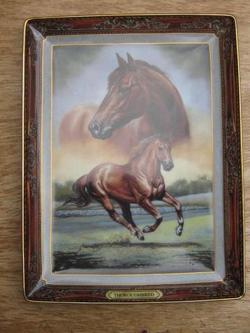 Thoroughbred, portrait of a champion, renpaard, paard beschikbaar voor biedingen