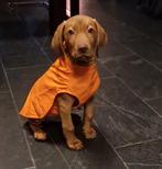 Honden regenjas Hunter, Dieren en Toebehoren, Ophalen, Zo goed als nieuw, Hondenjas