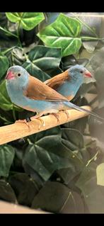 Blauwkop blauwfazantje, Dieren en Toebehoren, Vogels | Overige Vogels, Meerdere dieren