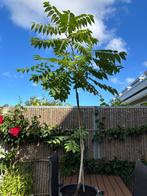 Walnotenboom 1,80m, Overige soorten, 100 tot 250 cm, Ophalen, Volle zon