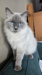 Ragdoll vrouwtje, Dieren en Toebehoren, Katten en Kittens | Raskatten | Langhaar, Poes, Gechipt