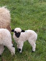 Walliser schwarznase leplam, Schaap, Mannelijk, 0 tot 2 jaar