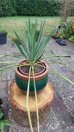 Yucca Filamentosa Palmlelie, Volle zon, Vaste plant, Zomer, Ophalen