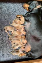 Prachtige shaded cream teckel puppy’s, België, Fokker | Hobbymatig, CDV (hondenziekte), 8 tot 15 weken