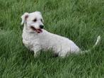 WINNIE LIEF SPEELS, TEEFJE, MALTIPOO,  ZOEKT WARM THUIS, Dieren en Toebehoren, Honden | Chihuahua's en Gezelschapshonden, 6 jaar of ouder