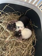 Baby ratjes handtam, Dieren en Toebehoren, Knaagdieren, Rat, Meerdere dieren, Tam, Oktober