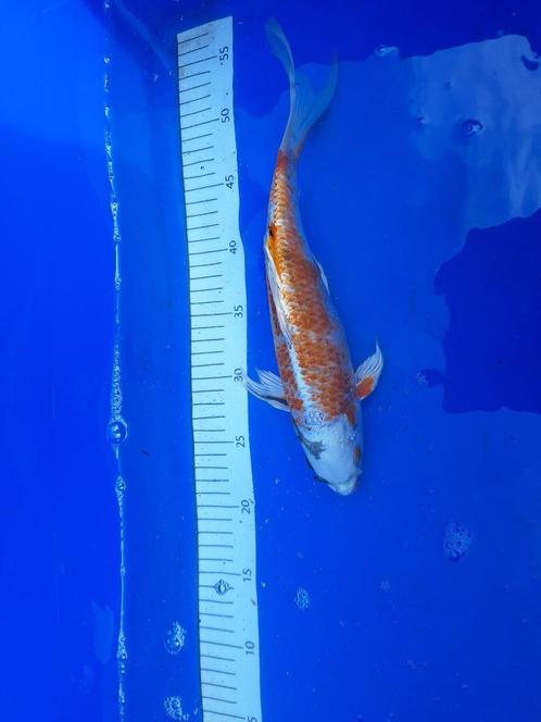 ZOMER UITVERKOOP DE LAATSTE KOI  5 halen = 4 betalen € 35,00, Dieren en Toebehoren, Vissen | Vijvervissen, Karper of Koi
