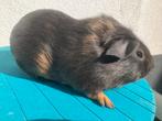 Jonge gladhaar beren blauw amber, Dieren en Toebehoren, Juli, Mannelijk, Cavia