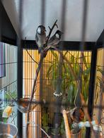 Twee Irakeze Bulbuls / Witoorbuulbuuls, Dieren en Toebehoren, Vogels | Overige Vogels, Mannelijk