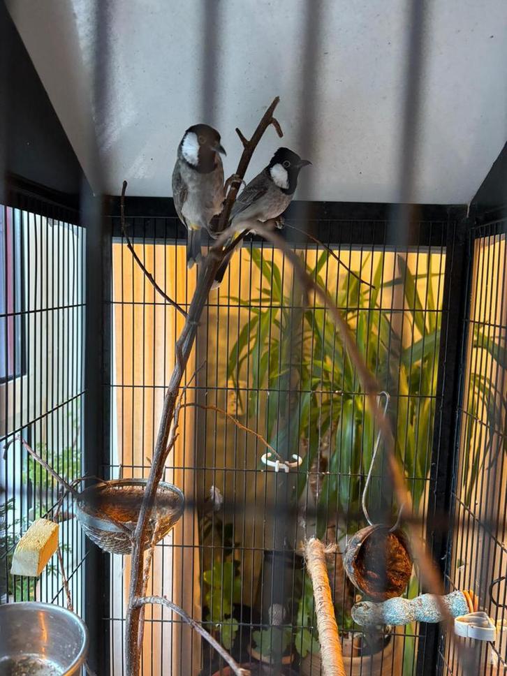 Twee Irakeze Bulbuls / Witoorbuulbuuls, Dieren en Toebehoren, Vogels | Overige Vogels, Mannelijk